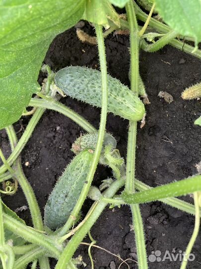 Рассада огурцов