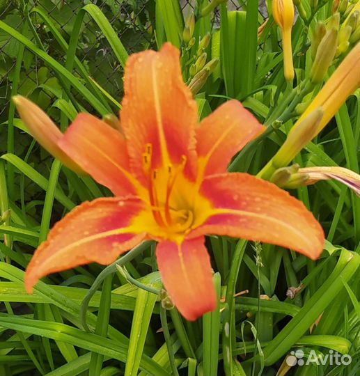 Лилейники то