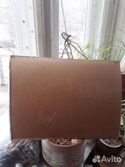 Фото- картина СССР. Поинтер