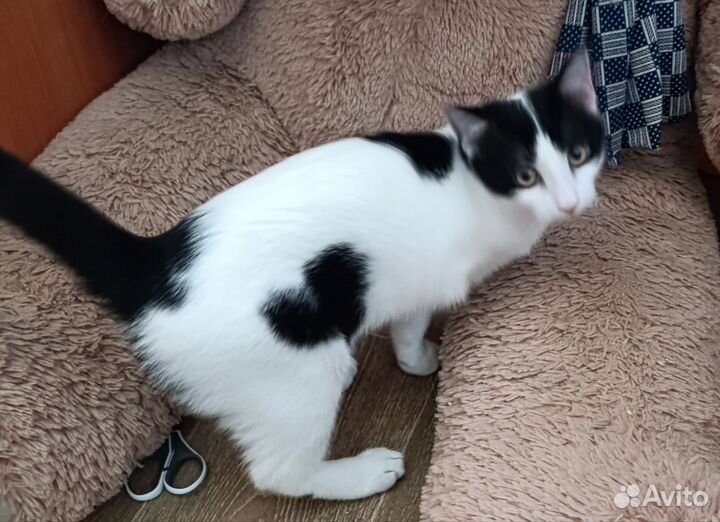 Котята в добрые руки бесплатно мальчики