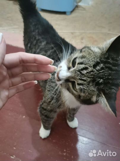 Котик, 13 лет, в добрые ручки