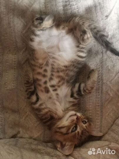 Котик в добрые руки