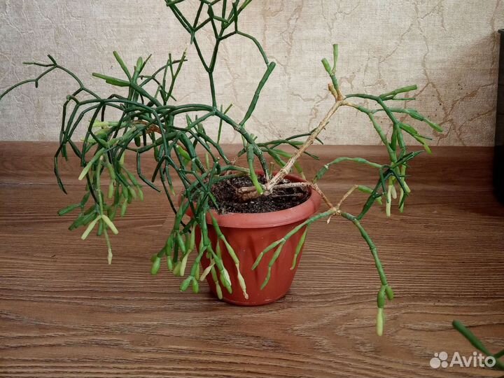 Суккуленты