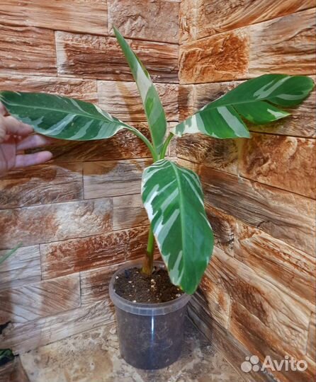 Муса флорида вариегатный банан