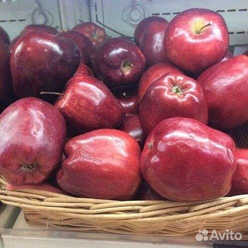 Саженцы Яблони Ред Чиф