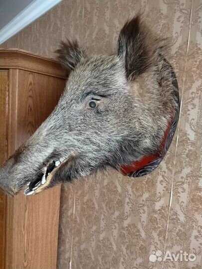 Чучело кабана