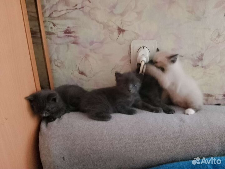 Котята