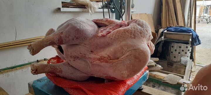 Продам мясо индейки домашней
