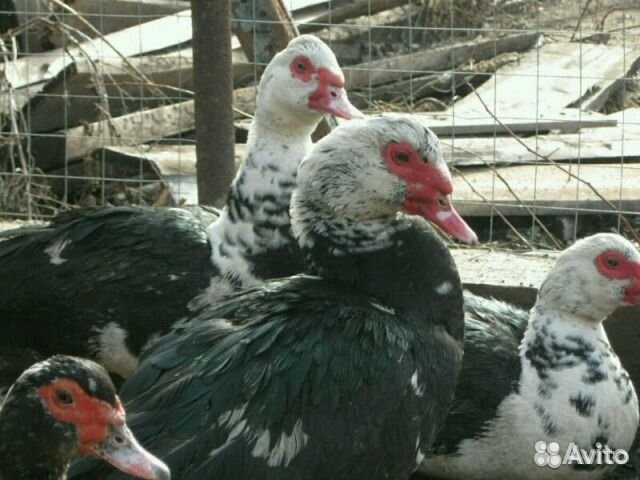 Советская шиншилла кролик. Теленок домашний. Теленок домашний. Калган хорн порода овец. Авито алексеевское животных.