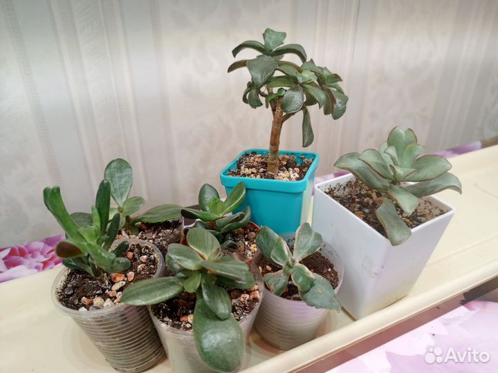 Черенки крассул набором