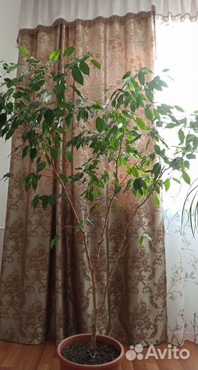 Фикус Бенджамина большой