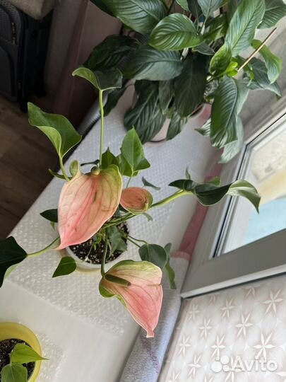 Антуриум Карма Пич