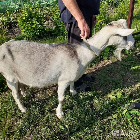 Козы дойные
