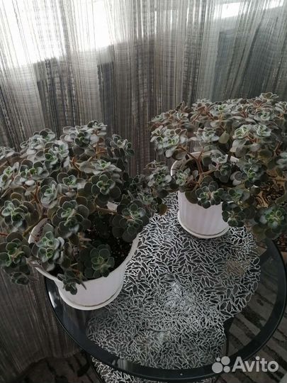 Аихризон дерево любви