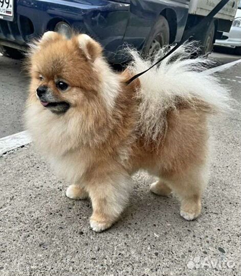 Померанский шпиц щенки