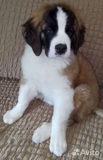 Щенки сенбернара