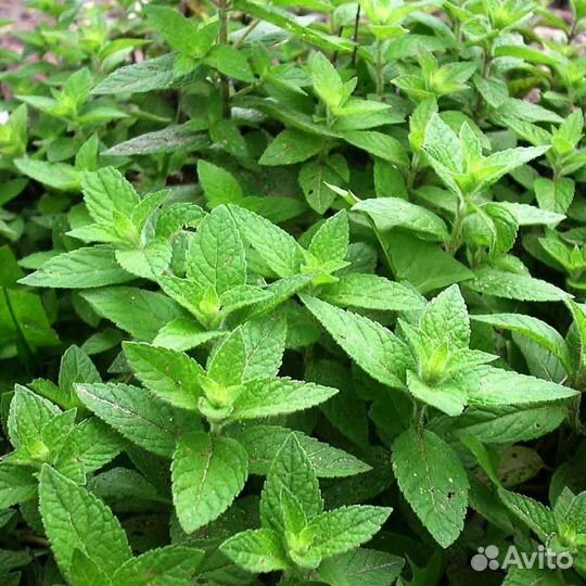 Мята с разными ароматами