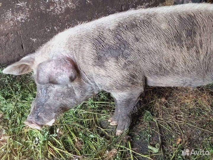 Услуги хряка