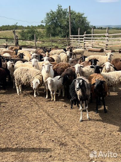 Курдючные бараны и овцы,Бараны и овцы