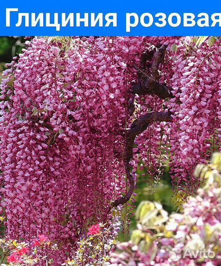 Глициния саженцы разных сортов