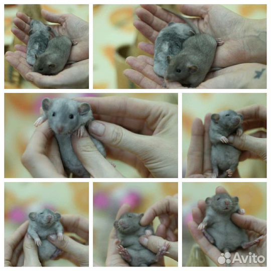 Декоративные крысы, крысята из питомника