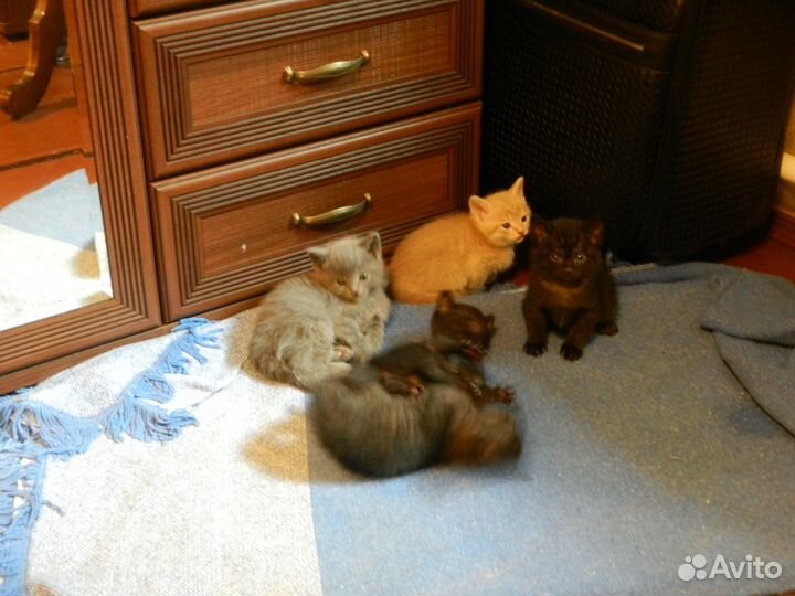 Котята ищут дом