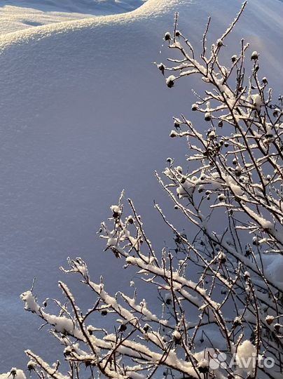 Шиповник белый саженец