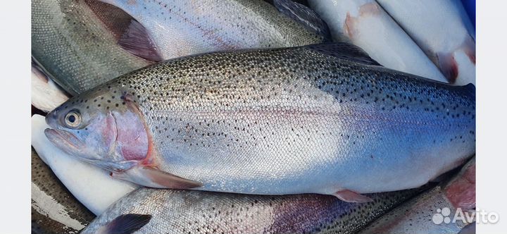 Горбуша свежая мороженая