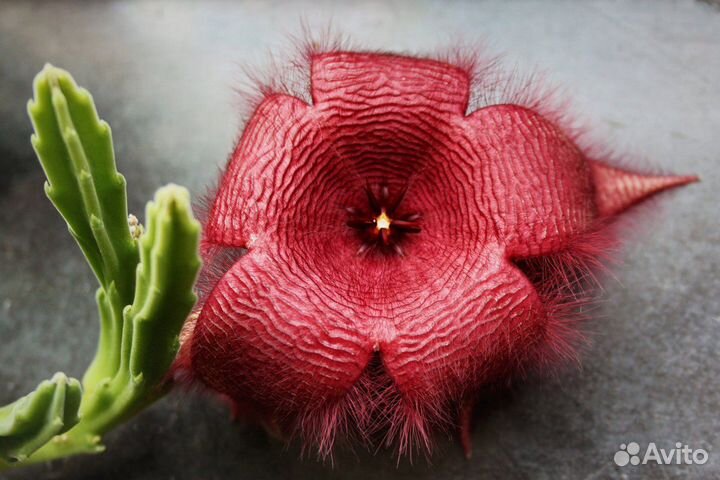 Цветущий суккулент-стапелия