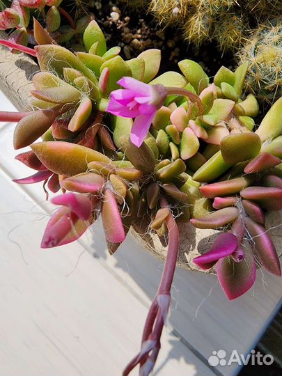 Суккуленты