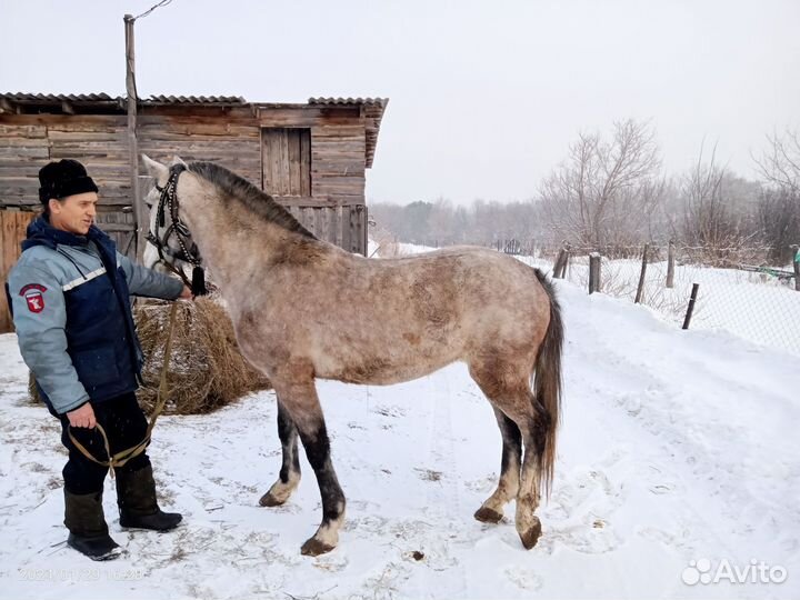 Лошадь