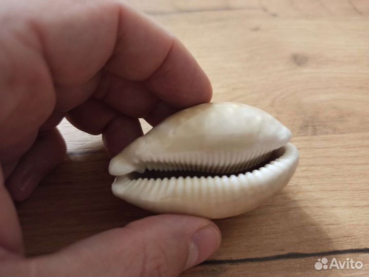 Морская раковина