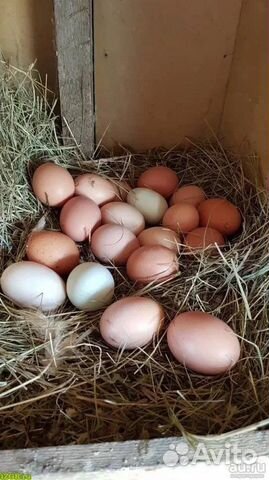 Домашние куриные яйца