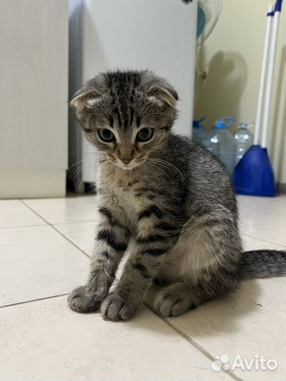 Шотландская вислоухая