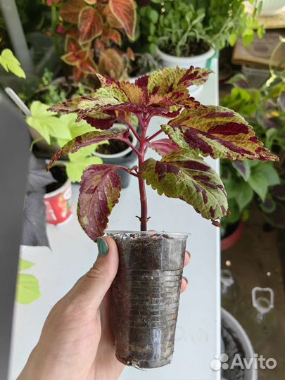 Колеусы вегетативные в горшке