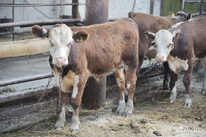 Коровы Герефорд класса класса элита и элита-рекорд