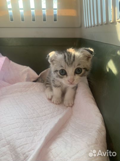 Вислоухие котята в добрые руки