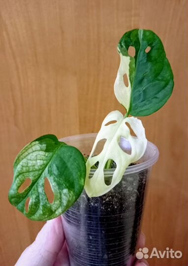 Монстера Адансона вариегатная