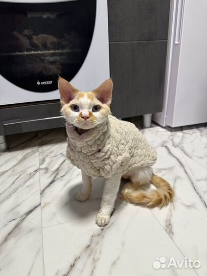 Одежда для собаки или кошки на заказ