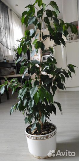 Фикус бенджамина