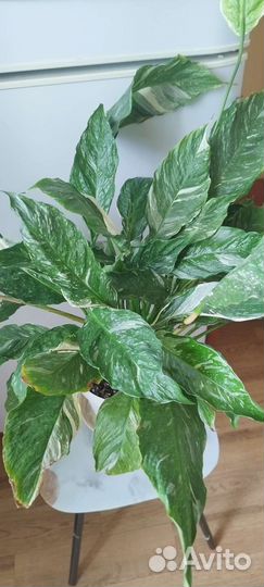 Спатифиллум Джемени