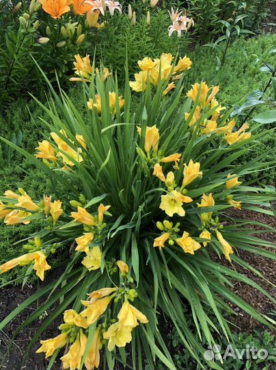 Лилейники сортовые кустом, многолетники