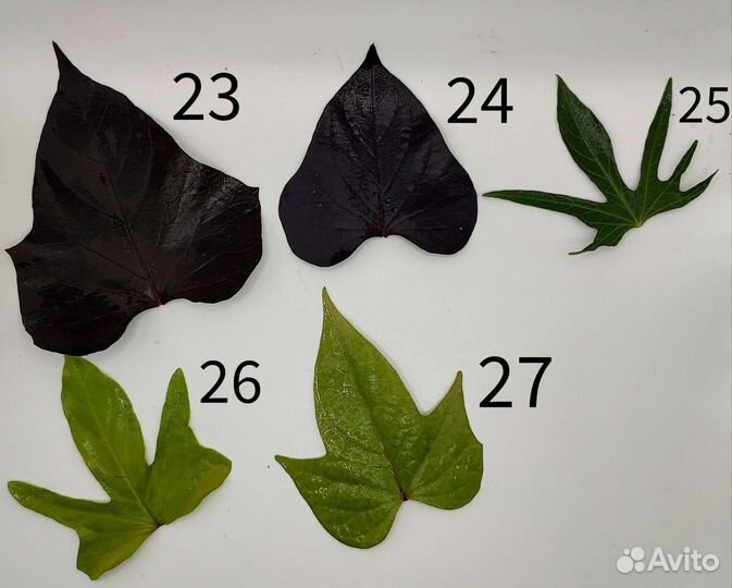 Ипомея батат более 20 сортов