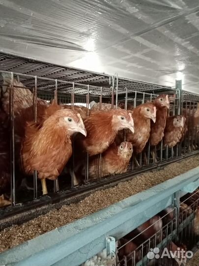 Продаётся молодка, кур несушек Ломан Браун