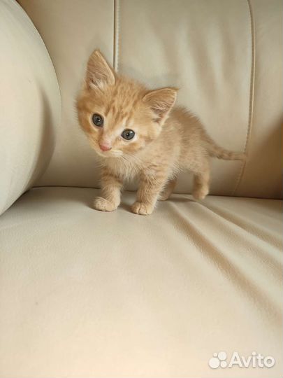 Котенок девочка 2 мес