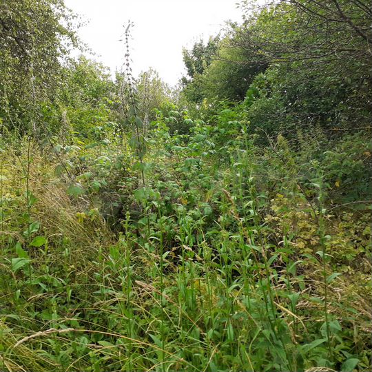 Дом 50 м² на участке 24 сот.