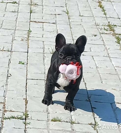 Французский бульдог щенки девочки