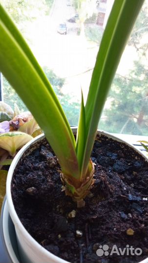 Гиппеаструм белый