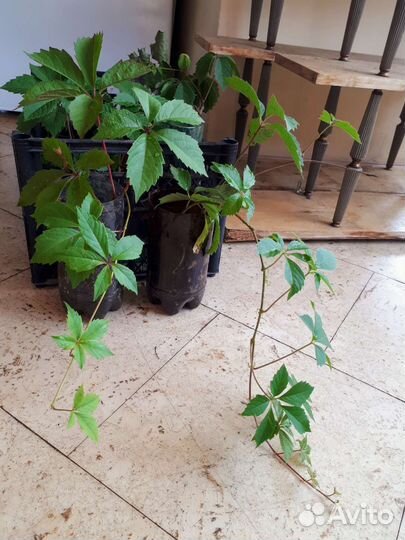 Черенки и Лианы Девичьего винограда