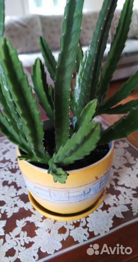 Комнатный цветок